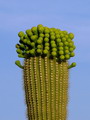 Cereus giganteus
